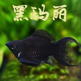卡奇鱼 观赏鱼活体 胎生鱼 黑玛丽 皮球鱼 小型鱼 曼龙 热带鱼观赏鱼 黑色玛丽球种鱼1对