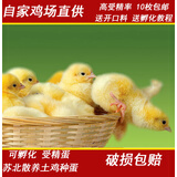 青脚红瑶鸡种蛋纯种受精蛋可孵化小鸡散养土鸡蛋 10枚