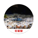 卡奇鱼 工具鱼 鼠鱼  异形鱼 垃圾鱼 底栖鱼 观赏鱼 清缸除藻胡子帆蛇仔 花椒鼠鱼5条（2-2.5cm）