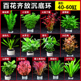 云峰海瑞水草活体懒人草鱼缸造景活体水草套餐鱼缸水草有茎类中后景真水草 新手加强版【百花齐放净水石】40-60cm套餐