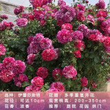 锦枫（jinfeng）月季花苗  藤本月季花苗 欧月藤大花浓香爬藤植物绿植盆栽花卉 伊蕾莎斯特 4年苗