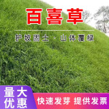 简雪进口草坪种子草籽矮生四季青庭院绿化四季常青护坡免修剪草种子 百喜草种子1斤