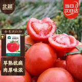 北蔬 水果西红柿种子番茄老品种大粉沙瓤菜种籽 粉果西红柿种子100粒