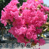 紫薇花树苗紫薇苗红火箭紫薇小苗百日红紫薇花苗庭院绿化苗 百日红 1米左右高