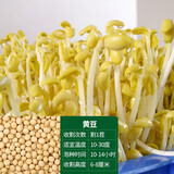 寿禾自动发芽机绿豆黄豆夏秋季播种阳台罐专用家庭种植发豆芽苗菜种子 黄豆种子【豆芽用】 1斤装