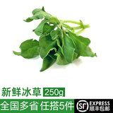 绿食者 新鲜冰菜250g 冰草 西餐酒店凉拌生吃沙拉蔬菜 全店满5件顺丰 500g
