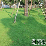 一播大地草坪种狗牙根黑麦草金标高羊剪股颖早熟禾护坡种子矮生绿化种子 狗牙根净籽一斤