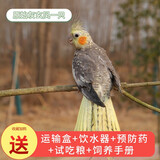 朗缤 鹦鹉活体鸟活物虎皮鹦鹉宠物活鸟玄凤鹦鹉手养鸟会说话幼鸟幼崽 原始灰色 1只