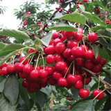言清【买2送1】嫁接车厘子树苗樱桃树苗南北方庭院阳台盆栽地栽果树苗 美早樱桃 六年苗粗度2公分