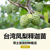 香林农台湾凤梨释迦果苗树苗正宗番荔枝嫁接新奇水果盆栽南方种当年结果 凤梨释迦 苗高50-60cm当年结果