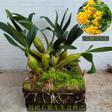 蓓莅鼓槌石斛 观赏盆 黄花卉绿植盆栽观赏鲜条棒槌石斛兰附生吊兰花 鼓槌石斛木车车盆已种活 裸根不带土