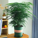 文竹盆栽植物室内办公室绿植花卉盆栽盆景四季常青小盆栽 精品文竹高度40厘米左右带加仑盆