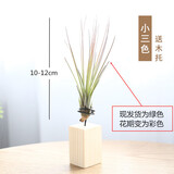 叹为观止空气凤梨鲁布拉无土植物桌面绿植盆栽办公室内花卉 小三色(10-12cm) 含盆