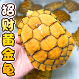 招财金钱乌龟 三线闭壳大龟黄缘龟南石龟稀有宠物小乌龟苗活物 7—8cm  已打疫苗 情侣2只装