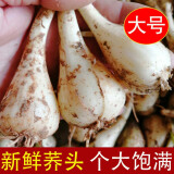 辰实 【现货】藠头新鲜 藠头现挖茭头藠头 时令蔬菜新荞头 3斤 大号（净藠头）推荐