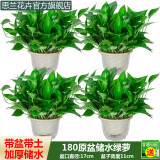 思兰绿萝盆栽大盆景室内新房吸除甲醛鲜活绿植物花卉长藤大叶绿箩批发 180大原盆储水绿萝【4盆】10肥