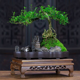 瀚林怡景（HANLINYIJING）六月雪盆景植物树桩悬崖造型假山老桩室内客厅办公室绿植桌面盆栽 山水石景-六月雪 木座