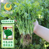 凤鸣雅世四季室内阳台种菜农家蔬菜种孑基地种植常青铁杆香菜种子100克