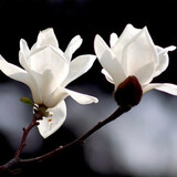 滨淇玉兰花树苗白黄广玉兰绿化苗 白玉兰地径2公分粗 1棵源头直发