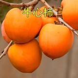 言清 无核柿子树苗嫁接脆柿子苗庭院阳台盆栽地栽南方北方种植果树苗 牛心柿子嫁接4年苗（当年结果）