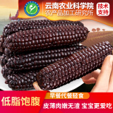 滇购年货礼品农科院研制版纳花糯小玉米糯玉米即食早餐代餐轻即食玉米 紫金拇指2斤 1000g*1箱