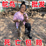 宠尚天鸵鸟幼崽活苗幼苗一对非洲活体脱温苗小活澳洲成年大驼鸟鸸鹋定金