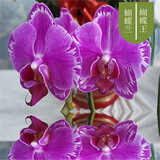 阿木木蝴蝶兰花苗带花剑带花苞盆栽兰花大苗客厅室内植物花卉四季好养活 M款蝴蝶王【带花剑送营养肥】不带花 含育苗盆