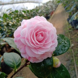 盆栽茶花苗 四季香妃茶花浓香型山茶花树庭院室内好养五色赤丹茶花树苗花卉植物 十八 2年苗