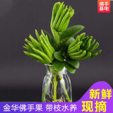 辰实【现摘带枝果】佛手柑 金华香橼果 佛手果新鲜特产佛手鲜果供佛 3枝小青果【带枝约10-15cm】