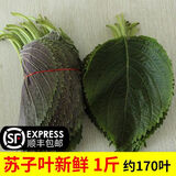 三萌果蔬东北苏子叶【顺丰速发】新鲜食用包饭韩国烤肉绿色生鲜蔬菜 新鲜苏子叶500克--160叶左右