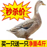农村散养活鸭子肉土鸭整只鸭子鸭脖鸭头鸭腿 鸭子2只装（共4斤）