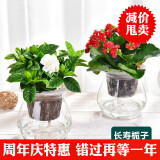 玖枝苑玻璃瓶四季水培植物盆栽套装 栀子花办公室盆栽绿植发财树 栀子花+长寿花  带盆栽好