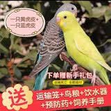 冰海精灵 鸟活体虎皮鹦鹉活物鸟手玩鸟学舌牡丹鸟宠物鸟玄风鹦鹉小鸟活体 蓝色虎皮+黄色虎皮