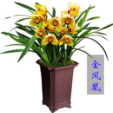 劉閣蘭花超香建兰四季兰当年开花壮苗满屋飘香室内四季常青花卉盆栽草 5苗连体【金凤凰】