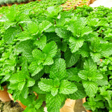种菜记 蔬菜种子大全快菜生菜鸡毛菜种籽四季南方小青菜春季阳台蔬菜孑 十香菜种子1000粒