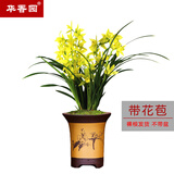华香园兰花【黄金美人】四季建兰黄花浓幽香办公室内盆栽鲜花耐阴绿植 黄金美人3苗带花苞裸根不带盆