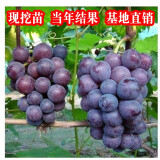 葡萄树苗南方北方种植树水果树苖蓝宝石葡萄苗果树果苗盆栽地栽爬藤当年结果 巨峰葡萄苗当年结果