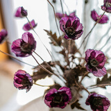 掬涵仿真花假花插花冰岛虞美人罂粟花婚庆节日装饰客厅卧室餐桌花清新 烟紫单只（长56cm）