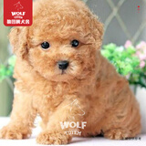 京狼图腾泰迪幼犬纯种高品质灰色贵妇犬长不大茶杯犬小型犬活体泰迪宠物狗 血统级1 小体