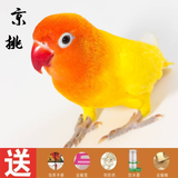 黄金丝牡丹鹦鹉