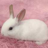 double yellow兔子活物 肉兔活体幼崽家兔纯种大型农家宠物兔兔苗 精品黄耳兔1只