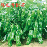 狮湾蔬菜苗菜苗种苗各种秧苗青椒苗番茄苗辣椒西红柿春季黄瓜辣椒茄子 薄皮青椒苗【1颗】
