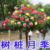 树状月季树形月季花苗高杆花树庭院盆栽树桩大花月季四季开花浓香 2公分粗国月(颜色备注) 不含盆