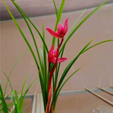 星雨香 兰花苗 名贵 浓香型 春剑 春兰   一杆多花 红颜 秋带花 精品3苗连体