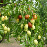 枣树活苗当年结果地栽枣子树苗南方北方种植枣树嫁接苗特大青枣苗 金丝枣4年嫁接苗(当年结果)