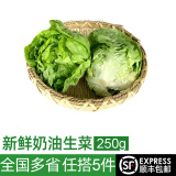 绿食者 新鲜奶油生菜250g 西餐沙拉蔬菜 新鲜蔬菜 健康轻食食材