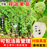 芥圃 释迦果树苗红释迦苗番荔枝树苗台湾凤梨释迦果苗盆栽地栽 台湾凤梨释迦苗【带土带叶】 1年苗  高度：20-40公分