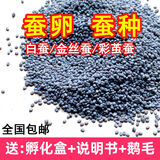 泽旭旺融蚕宝宝卵 蚕卵学生蚕籽蚕卵蚕蛋天然彩蚕子桑蚕种活体春蚕卵 白色蚕卵100粒+说明书+鹅毛