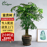 Only you【2小时达】发财树大型盆栽绿植花卉室内客厅办公室开业乔迁送礼 富贵树