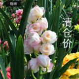 高品质 超壮苗 养不死的兰花【10年苗耐寒】超香型 仙山红 花卉 福娘 2苗连体 带育苗盆土